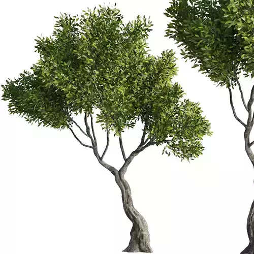 Tree Set37 3D model