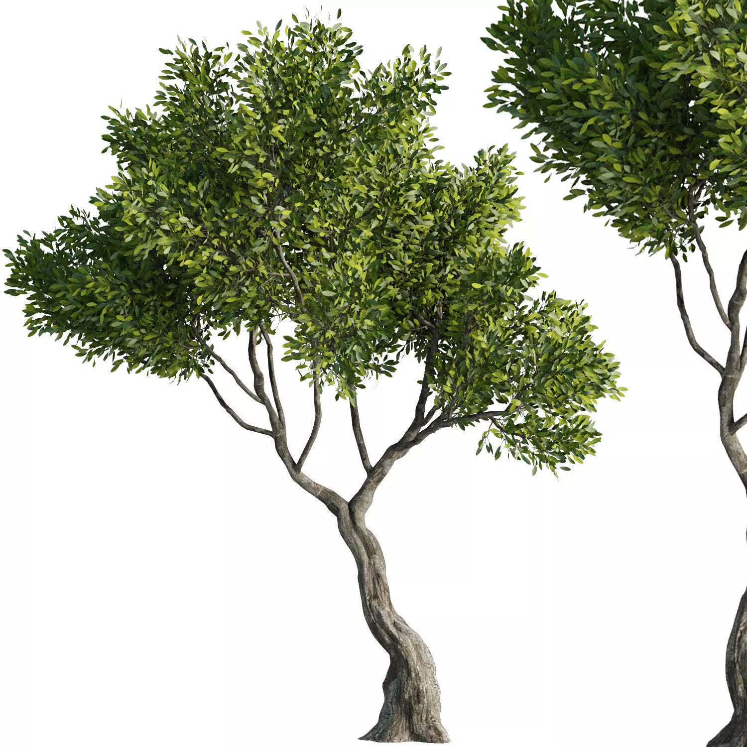 Tree Set37 3D model_0