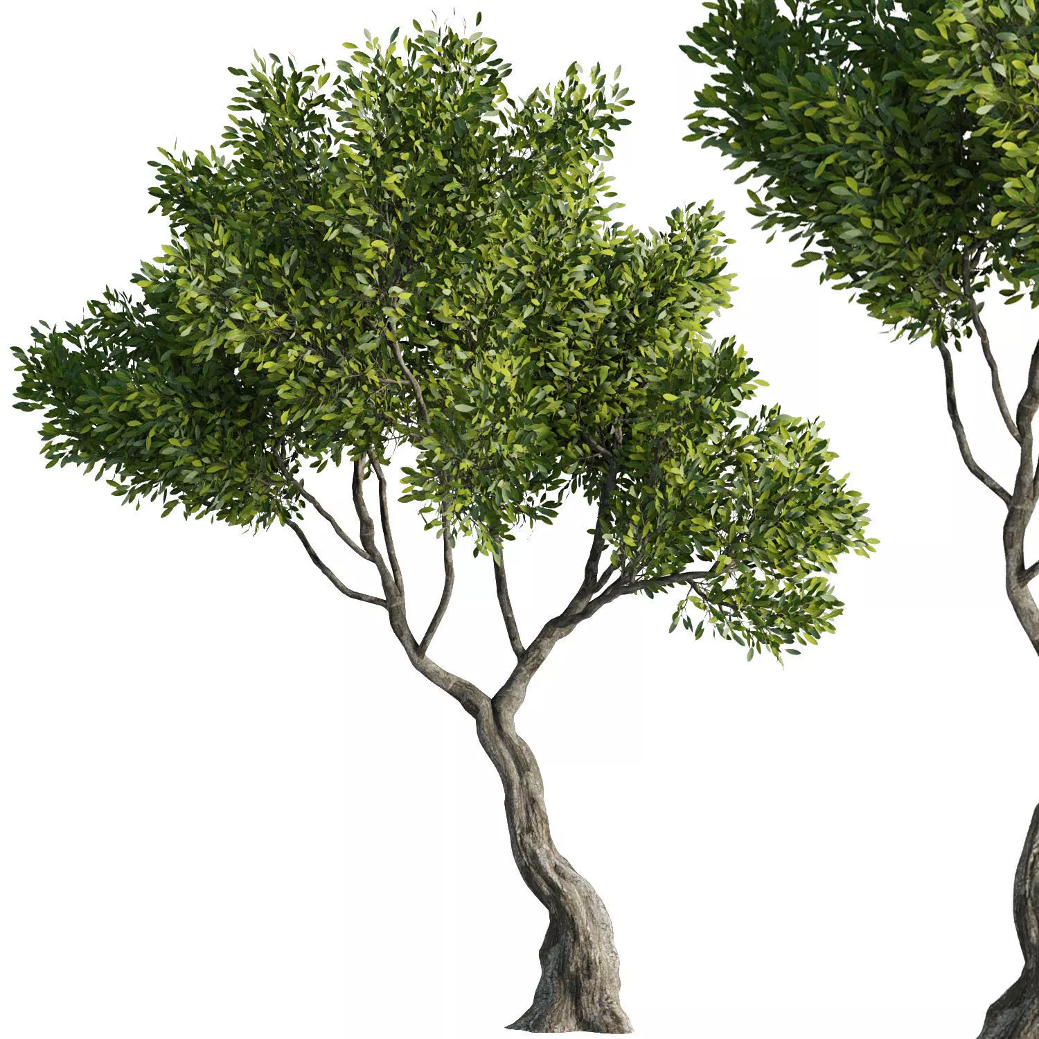 Tree Set37 3D model_1