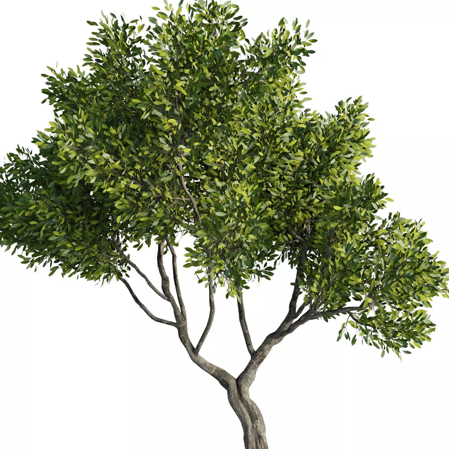 Tree Set37 3D model_3