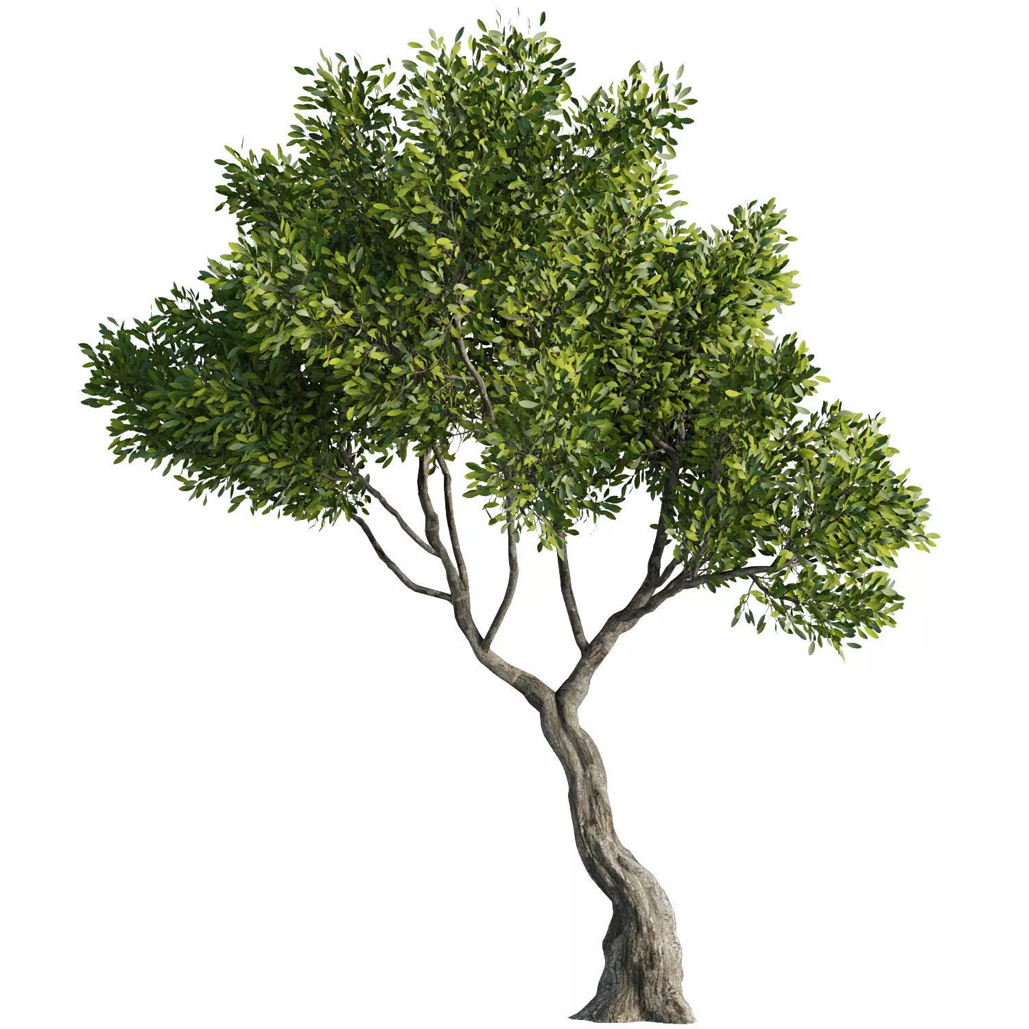 Tree Set37 3D model_2