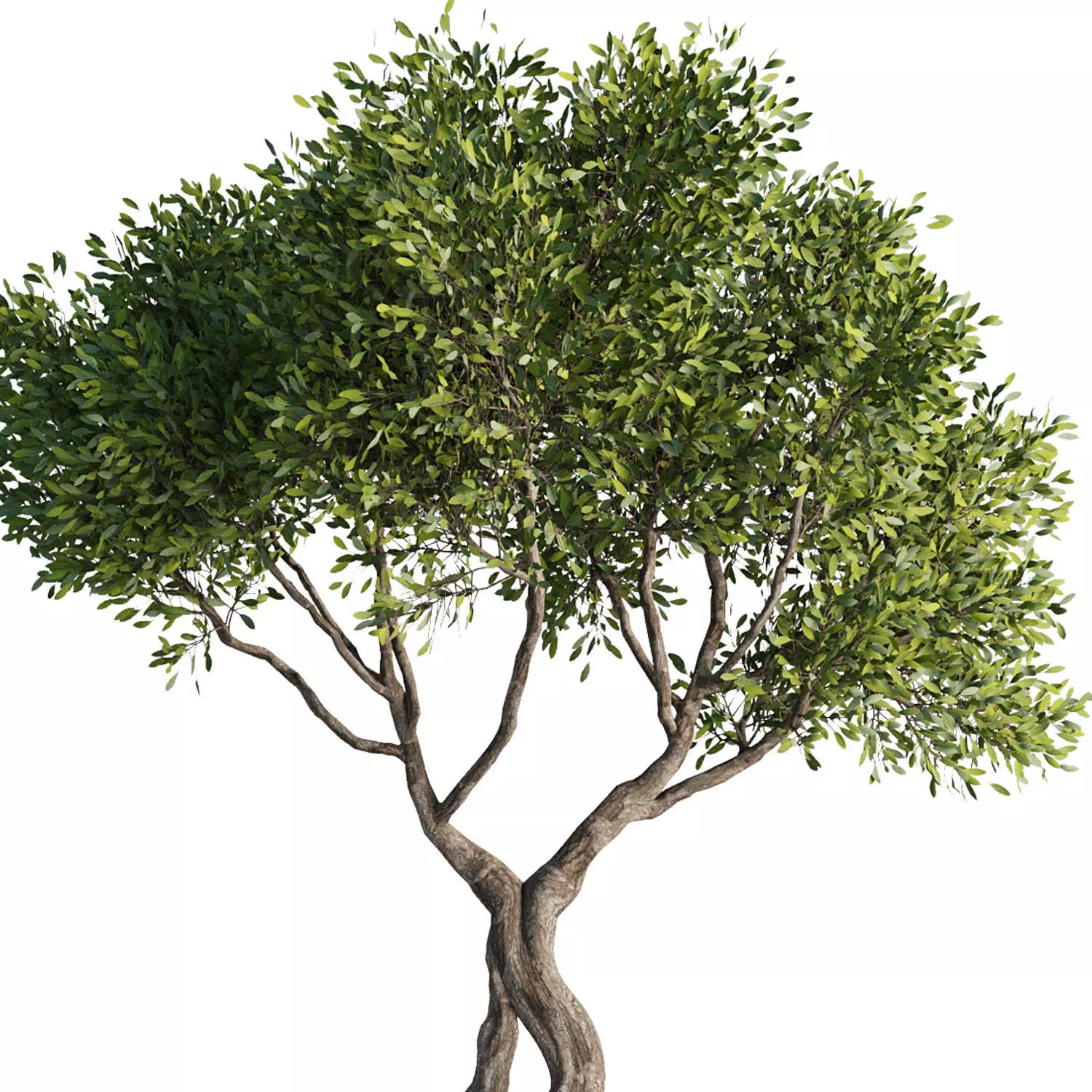 Tree Set38 3D model_3