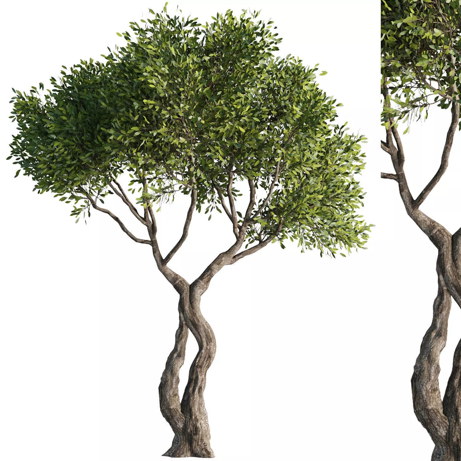 Tree Set38 3D model_0