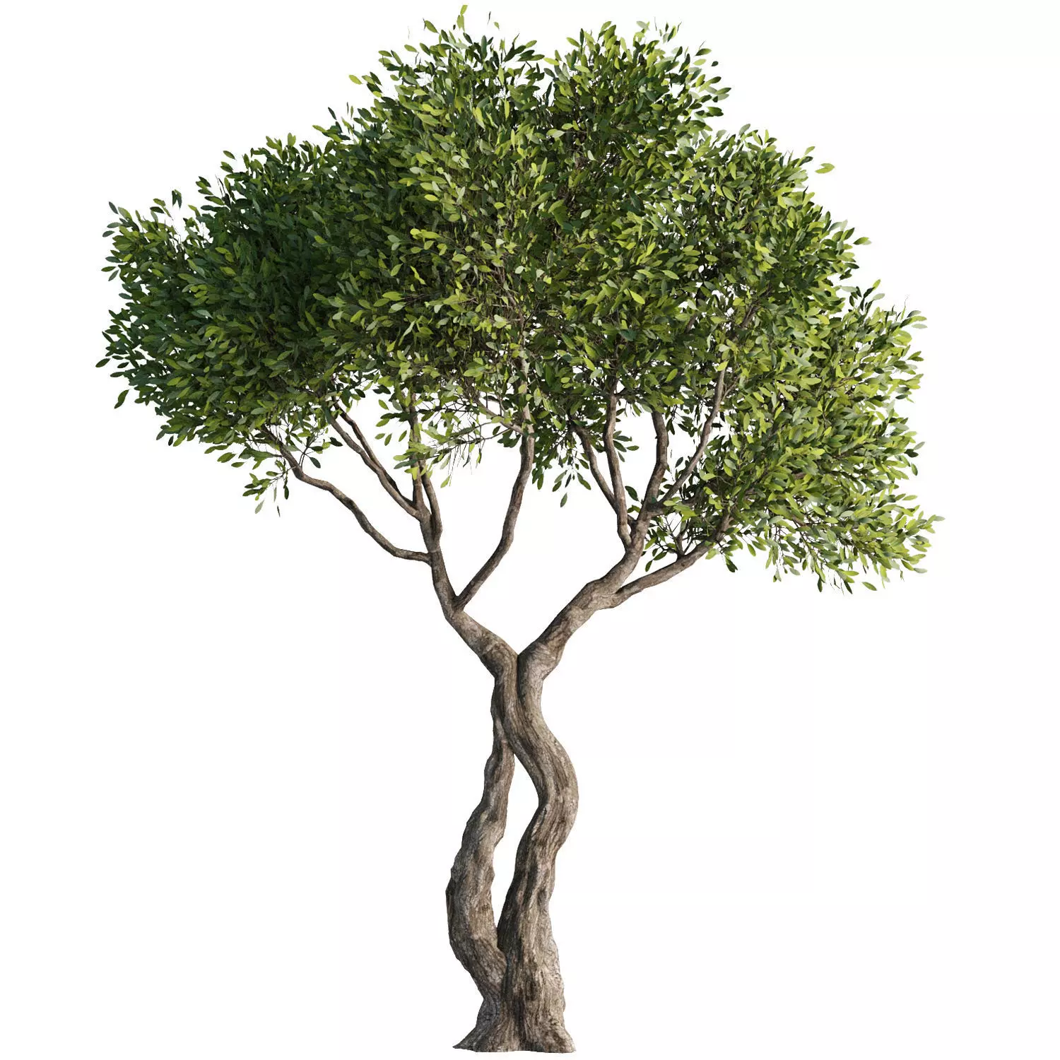 Tree Set38 3D model_2