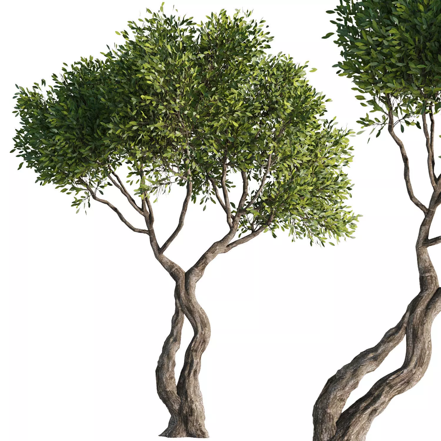 Tree Set38 3D model_1