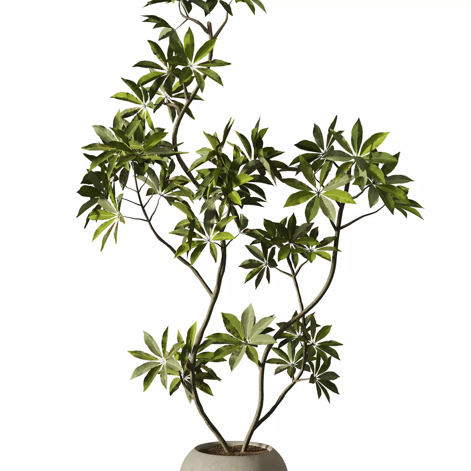 Indoor Plants Set 102 3D model_2