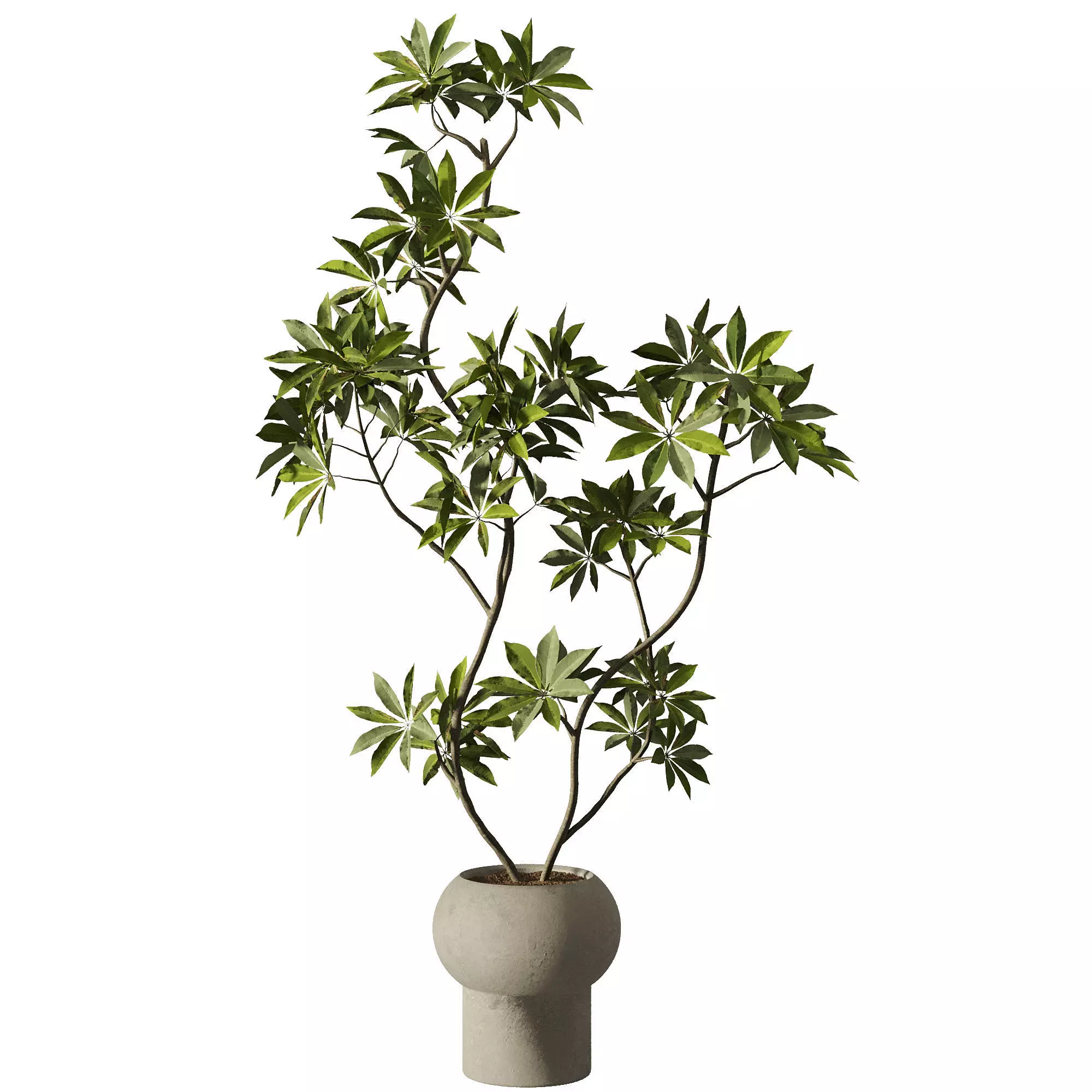Indoor Plants Set 102 3D model_1