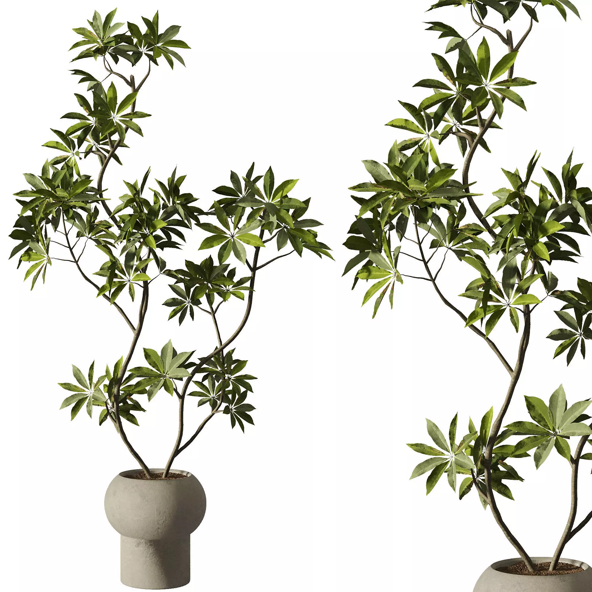 Indoor Plants Set 102 3D model_0