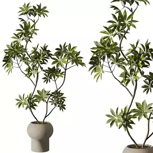 Indoor Plants Set 102 3D model