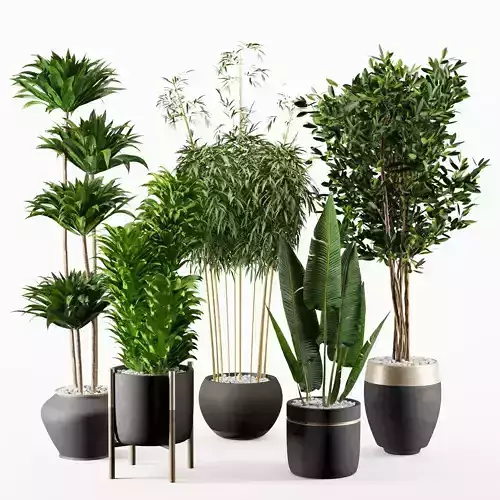 Modern Indoor Plants Set with Black Pots
