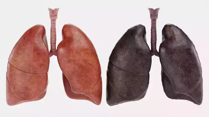Respiratory System - Healthy and Damaged Human Lungs