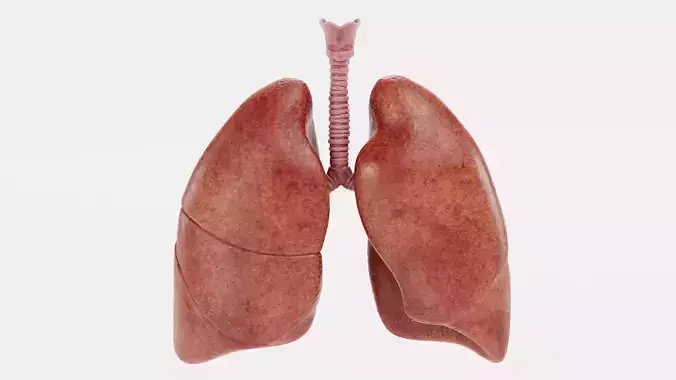 Respiratory System - Realistic Human Lungs and Bronchial Tree