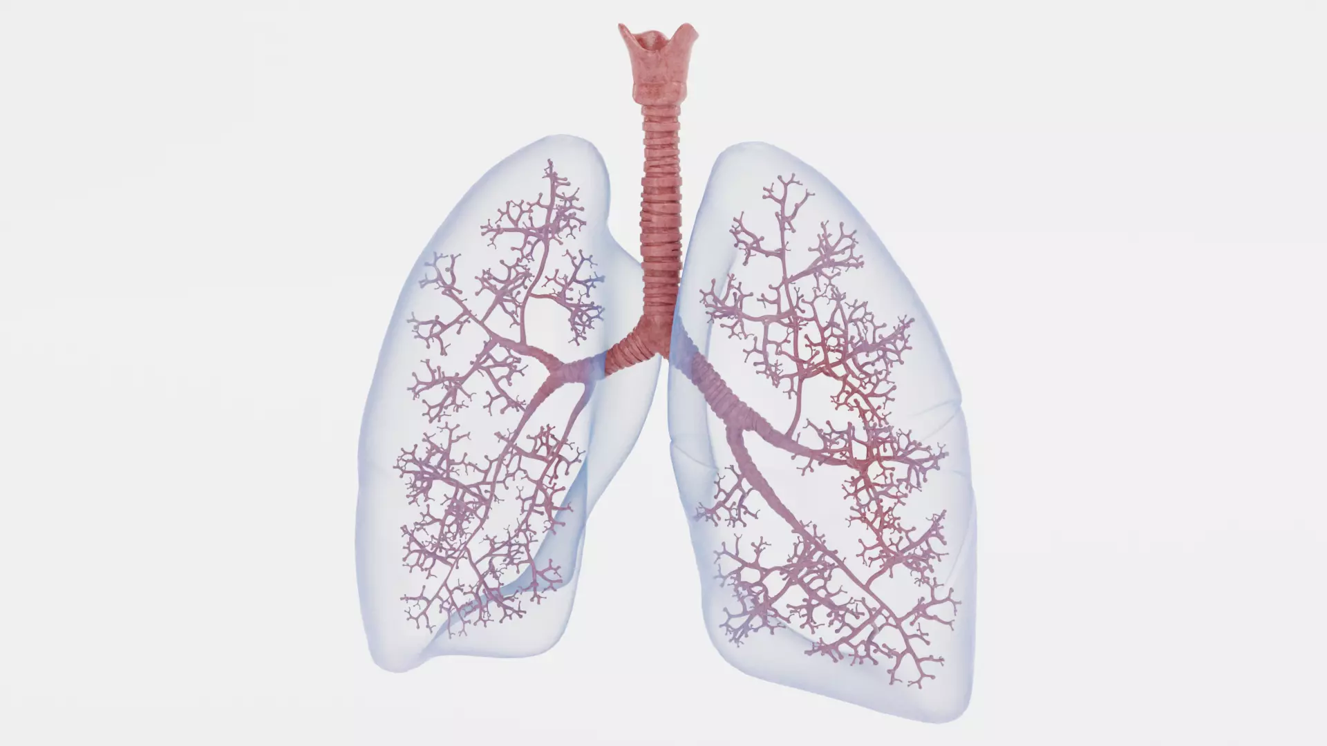 Respiratory System - Transparent Human Lungs with Bronchial Tree 3D model_3