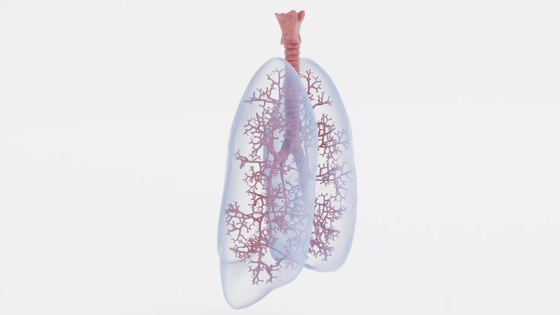 Respiratory System - Transparent Human Lungs with Bronchial Tree 3D model_5