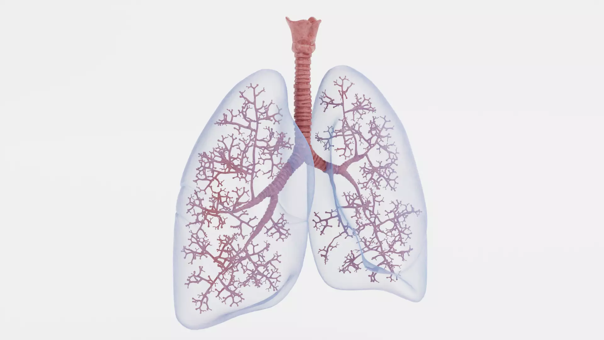 Respiratory System - Transparent Human Lungs with Bronchial Tree 3D model_1