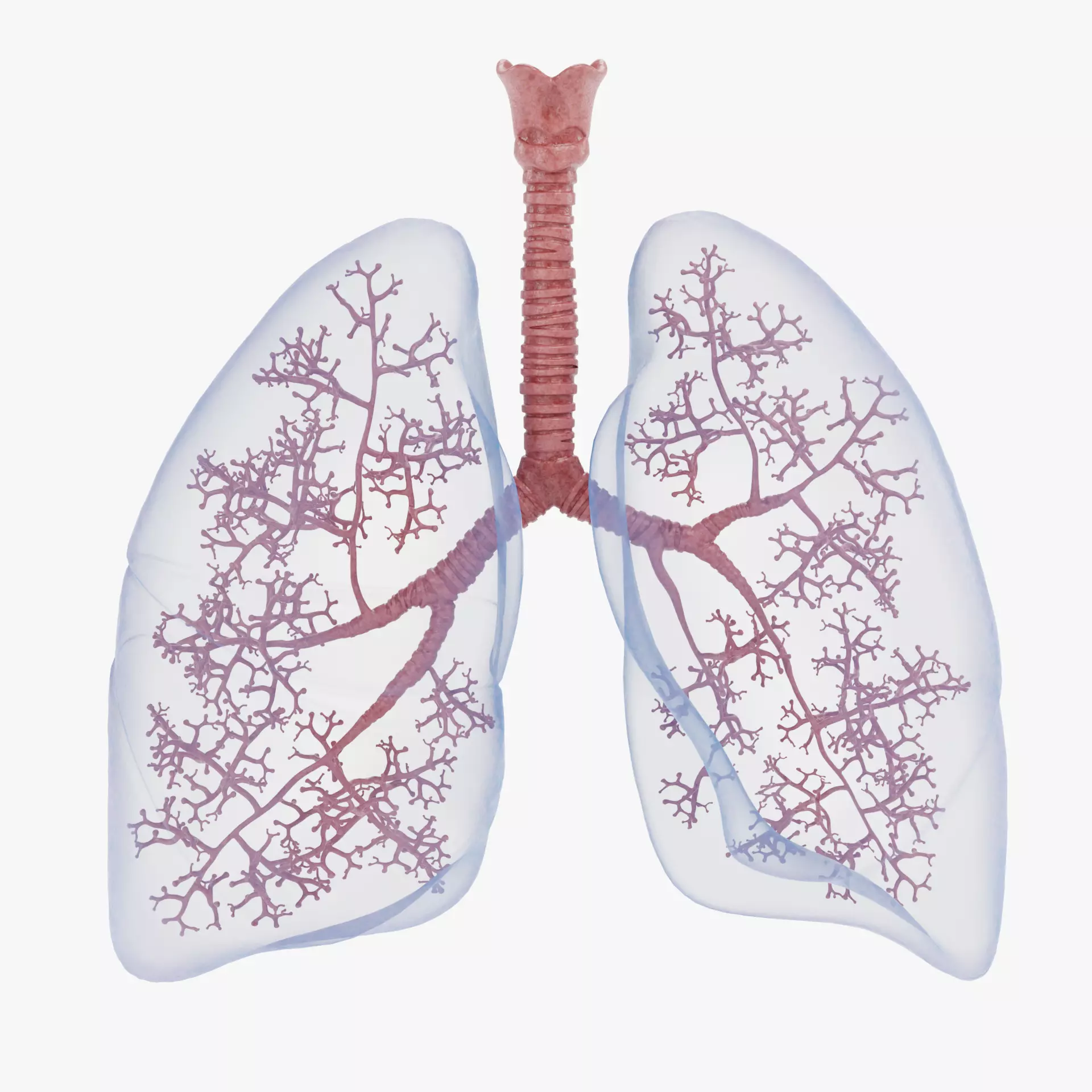 Respiratory System - Transparent Human Lungs with Bronchial Tree 3D model_15