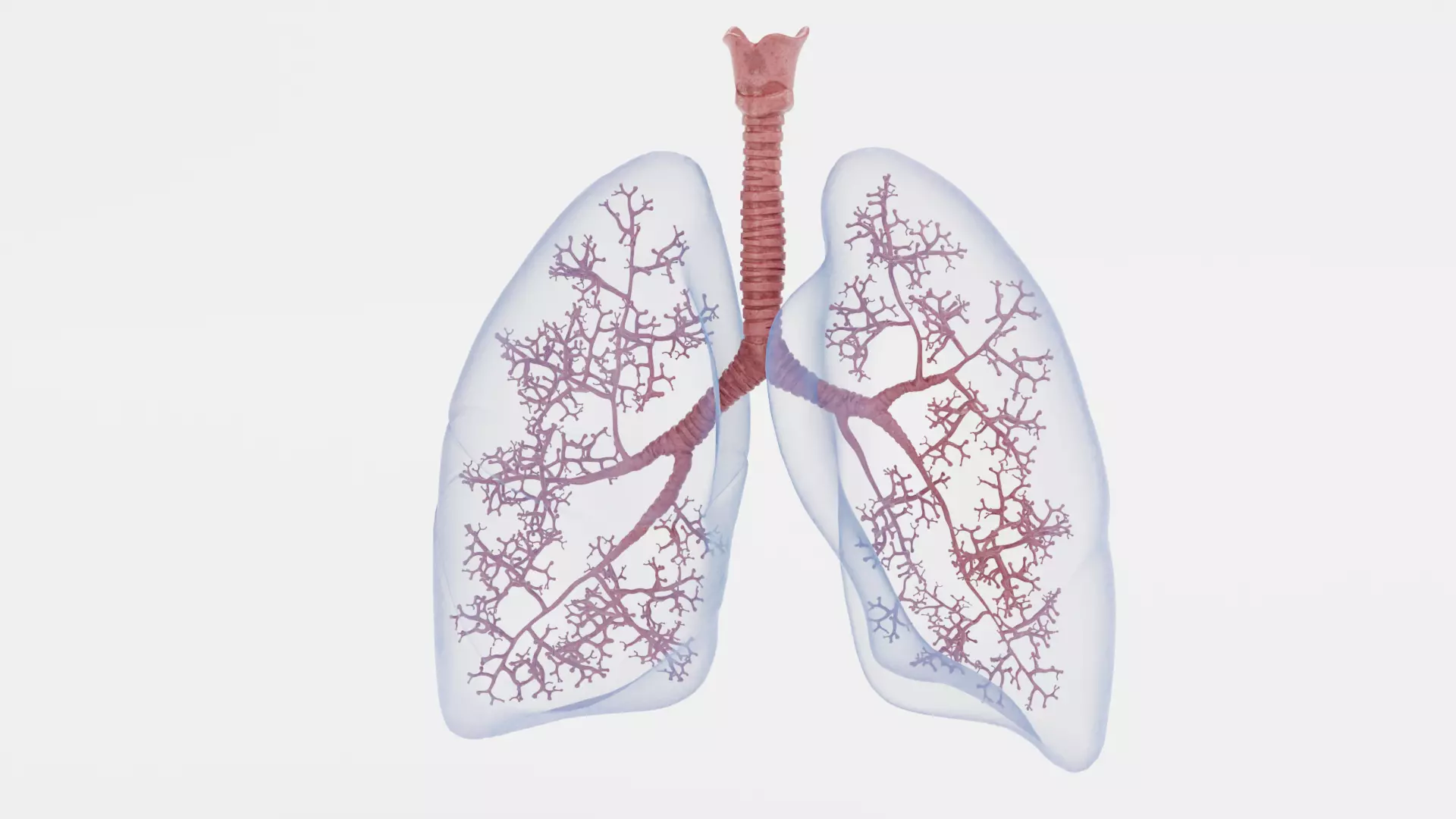 Respiratory System - Transparent Human Lungs with Bronchial Tree 3D model_6