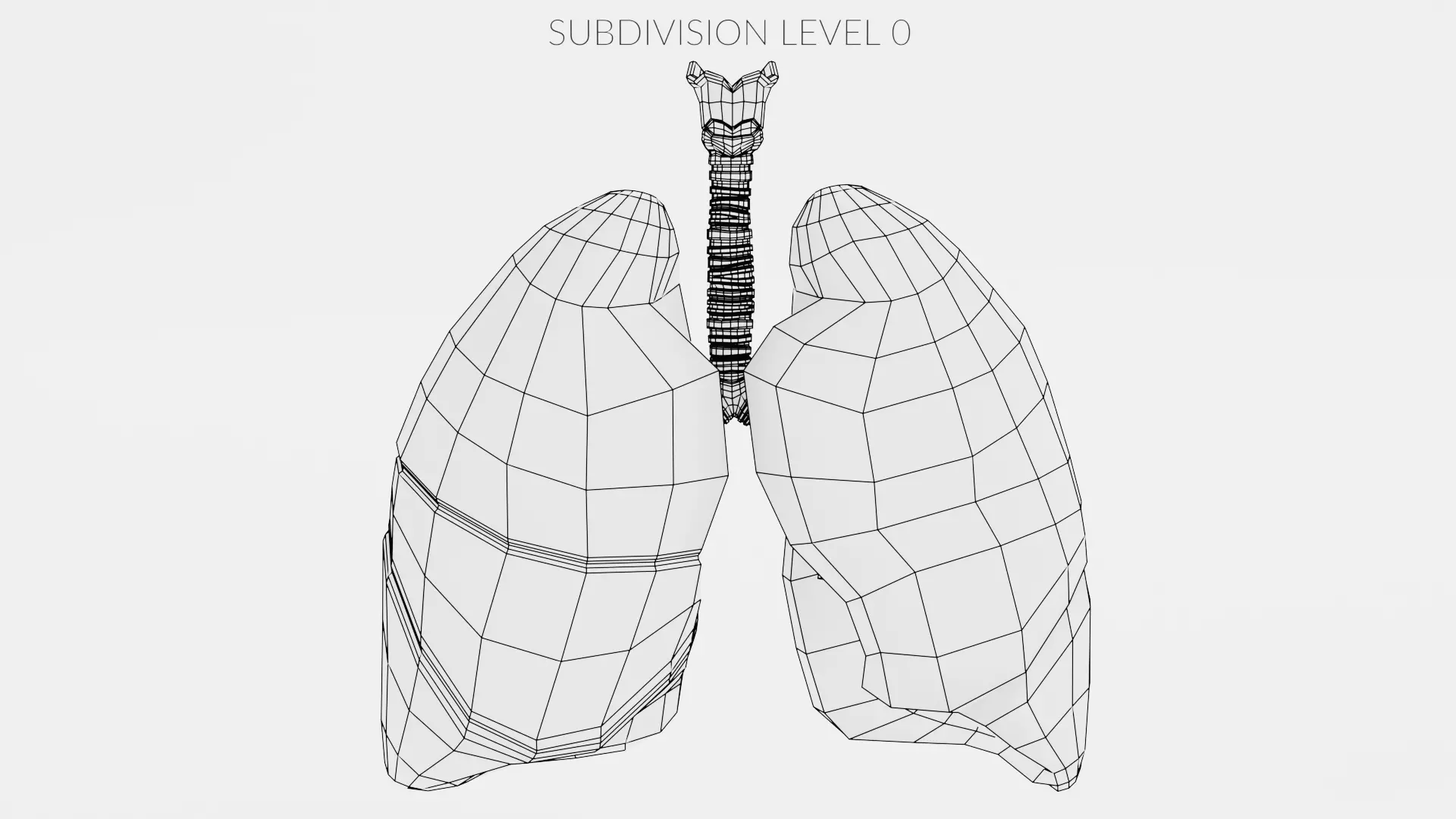 Respiratory System - Transparent Human Lungs with Bronchial Tree 3D model_9