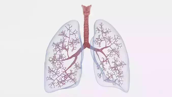 Respiratory System - Transparent Human Lungs with Bronchial Tree