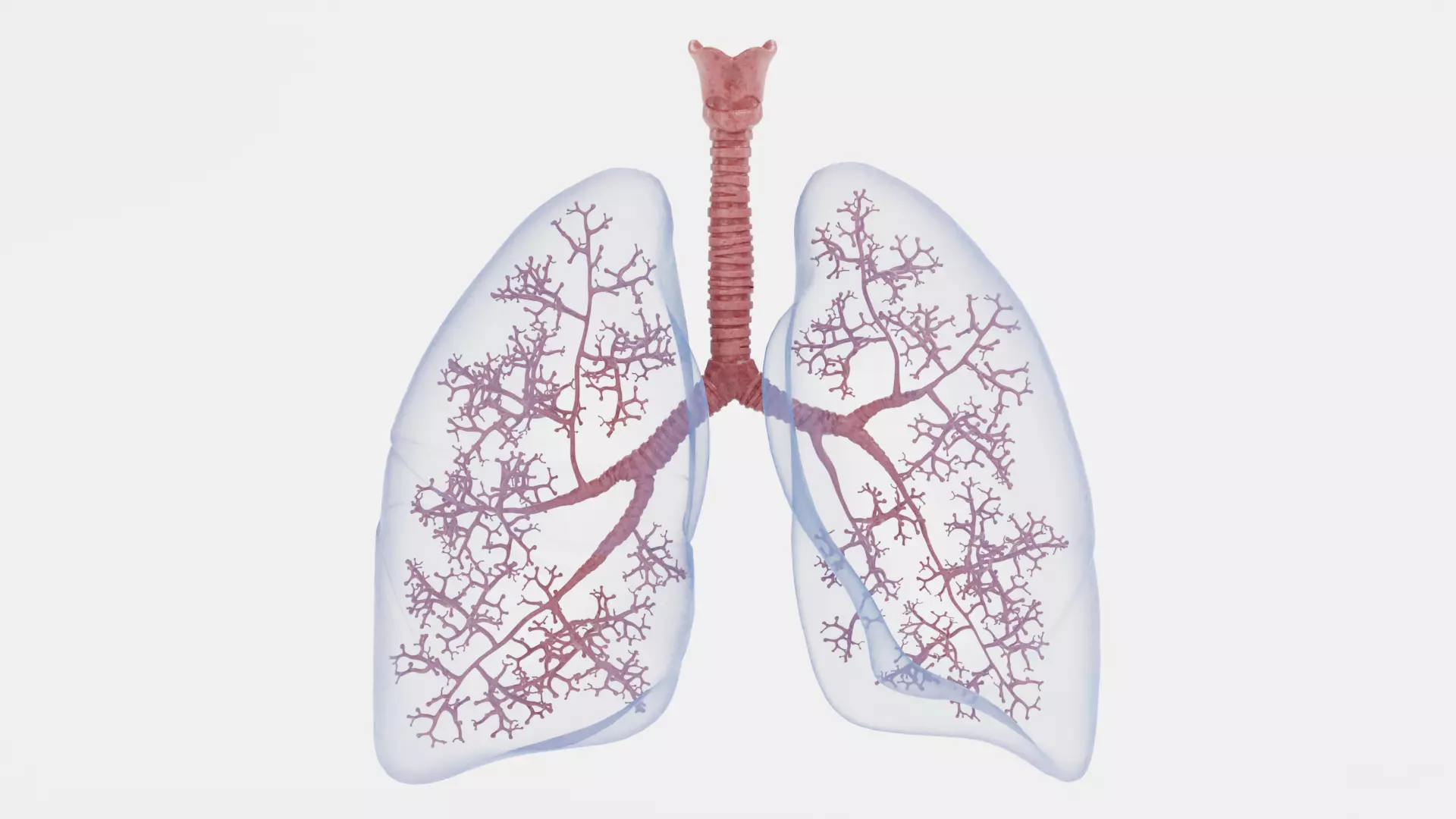 Respiratory System - Transparent Human Lungs with Bronchial Tree 3D model_0