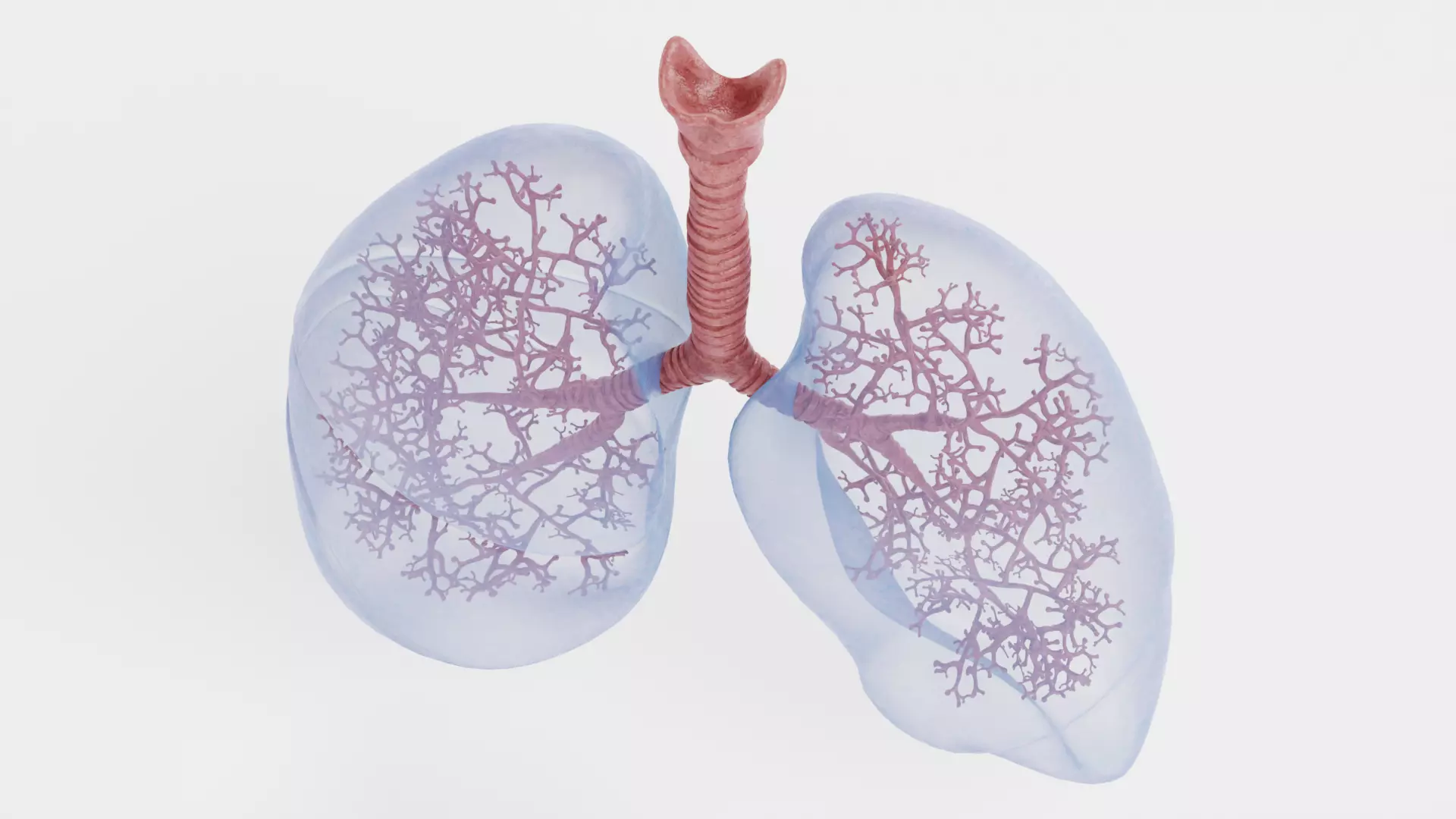 Respiratory System - Transparent Human Lungs with Bronchial Tree 3D model_7