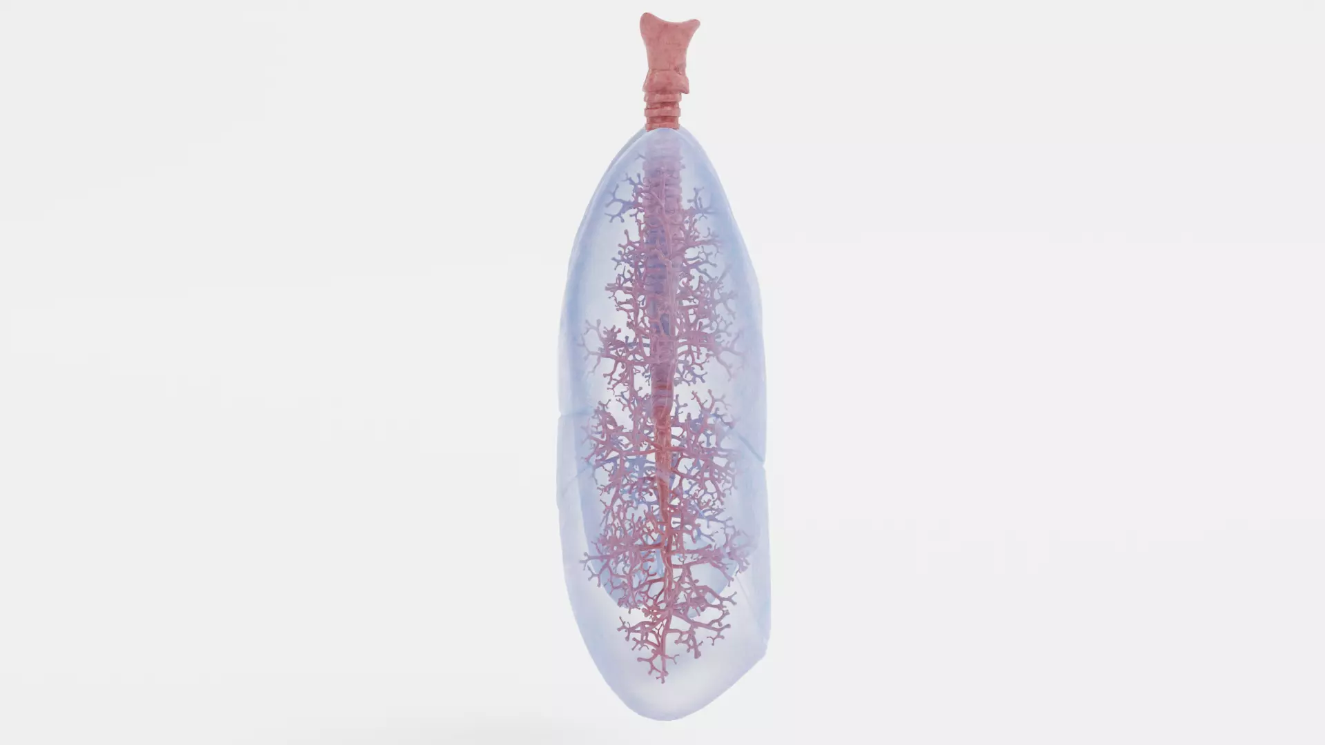 Respiratory System - Transparent Human Lungs with Bronchial Tree 3D model_2