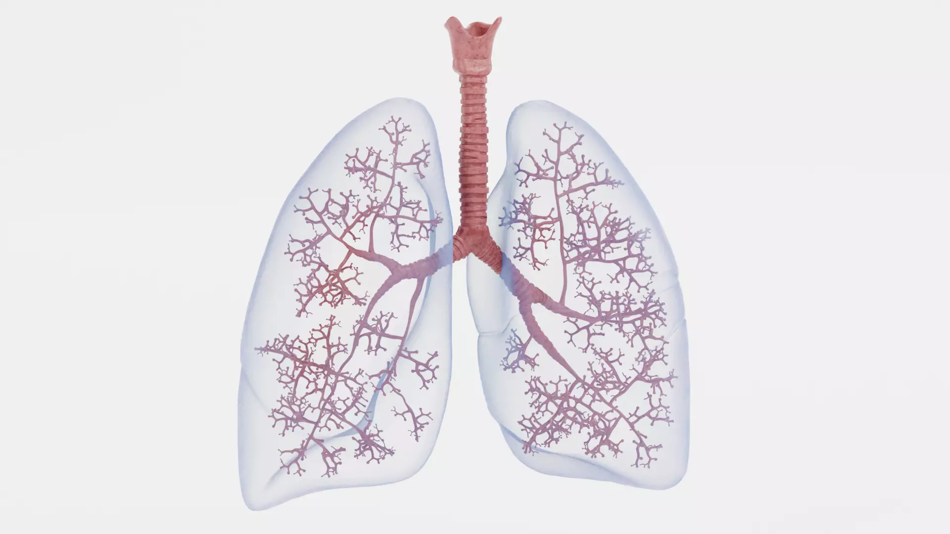 Respiratory System - Transparent Human Lungs with Bronchial Tree 3D model_4
