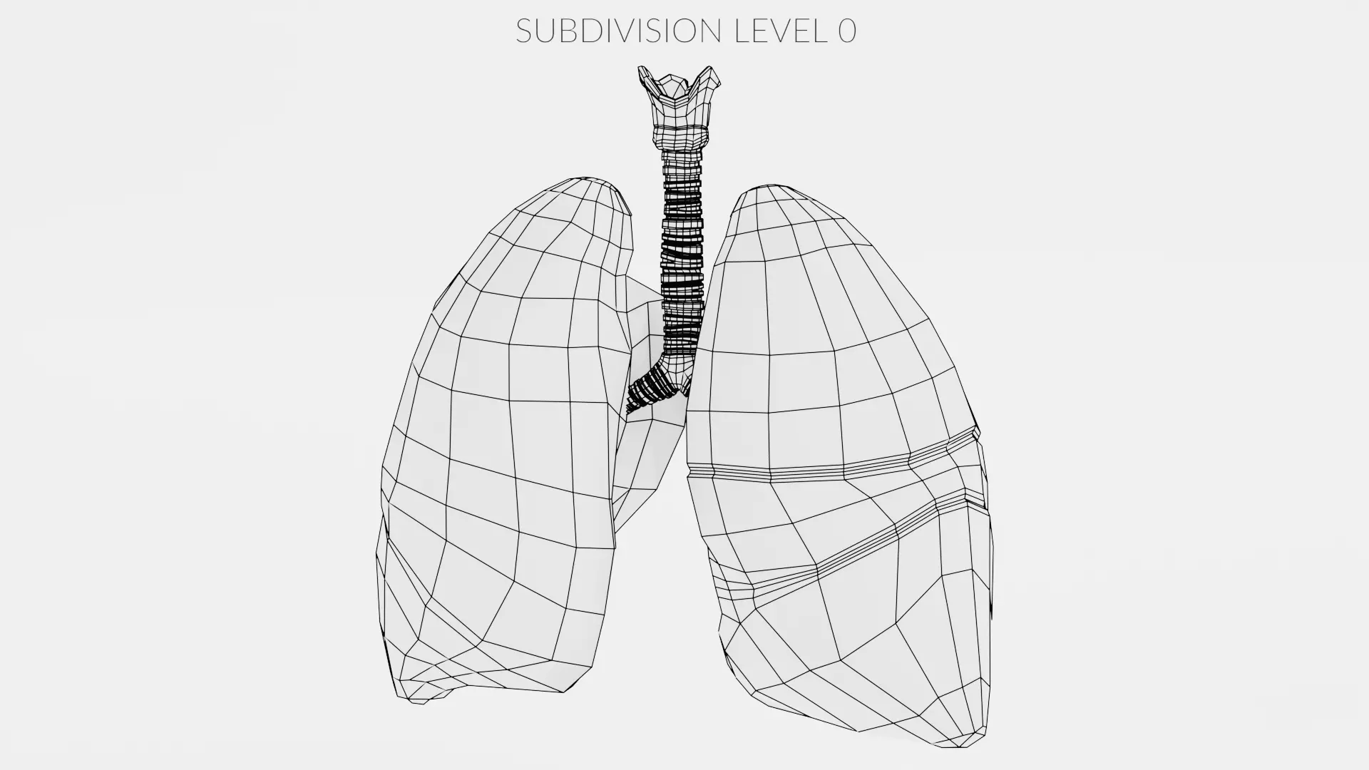 Respiratory System - Transparent Human Lungs with Bronchial Tree 3D model_11