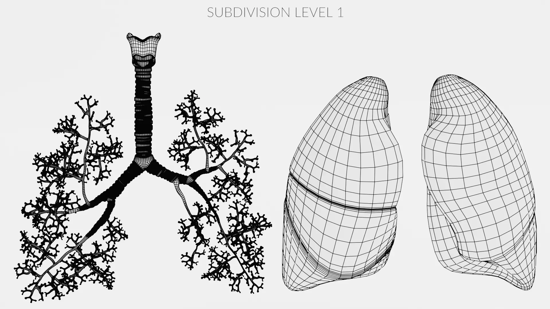 Respiratory System - Transparent Human Lungs with Bronchial Tree 3D model_13