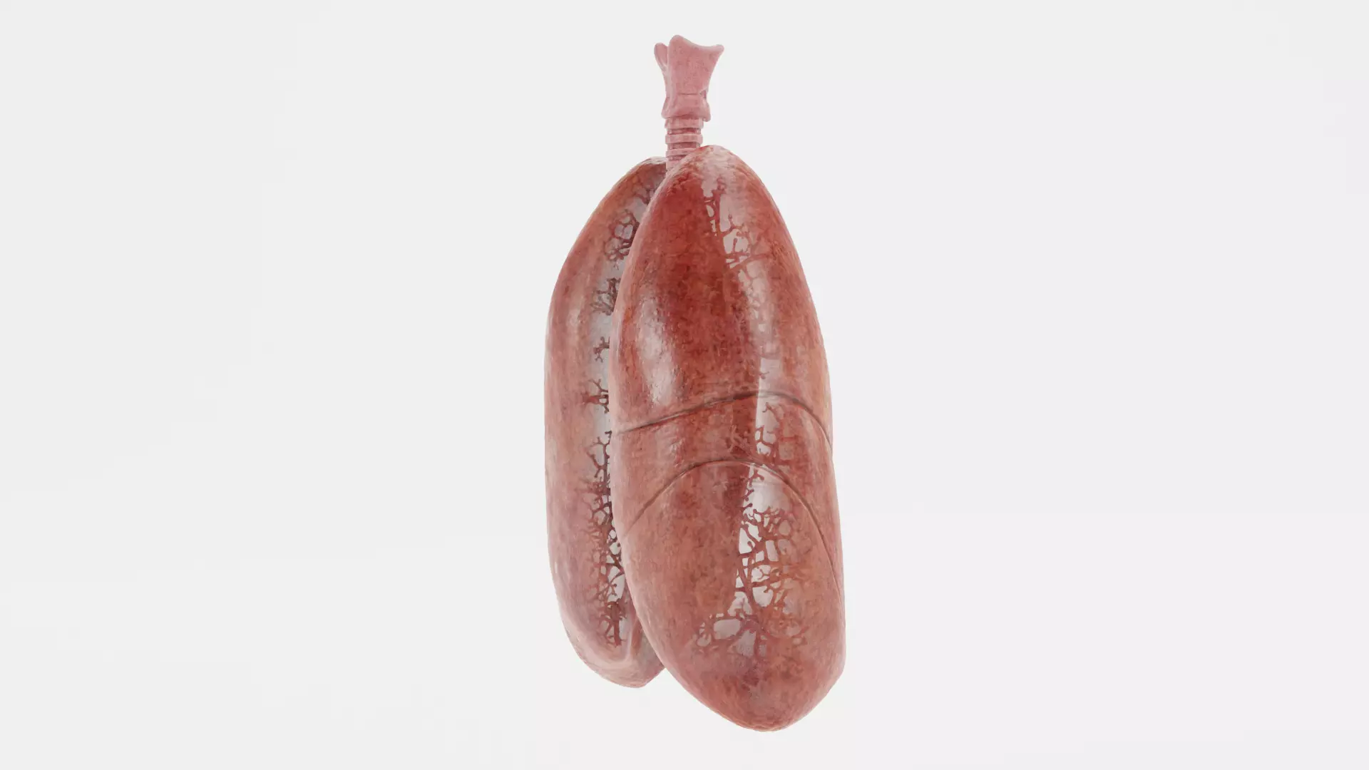Respiratory System - Transparent Human Lungs with Bronchial Tree 3D model_2