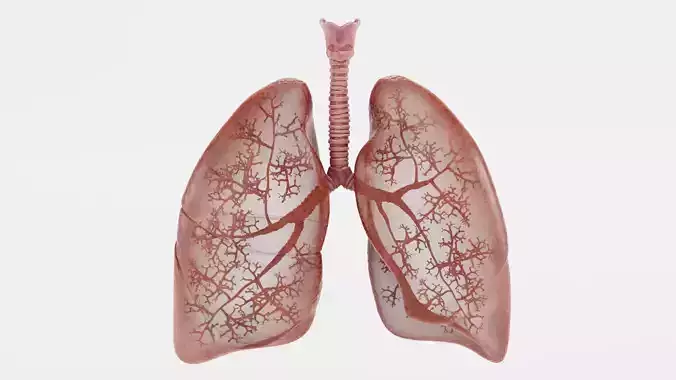 Respiratory System - Transparent Human Lungs with Bronchial Tree