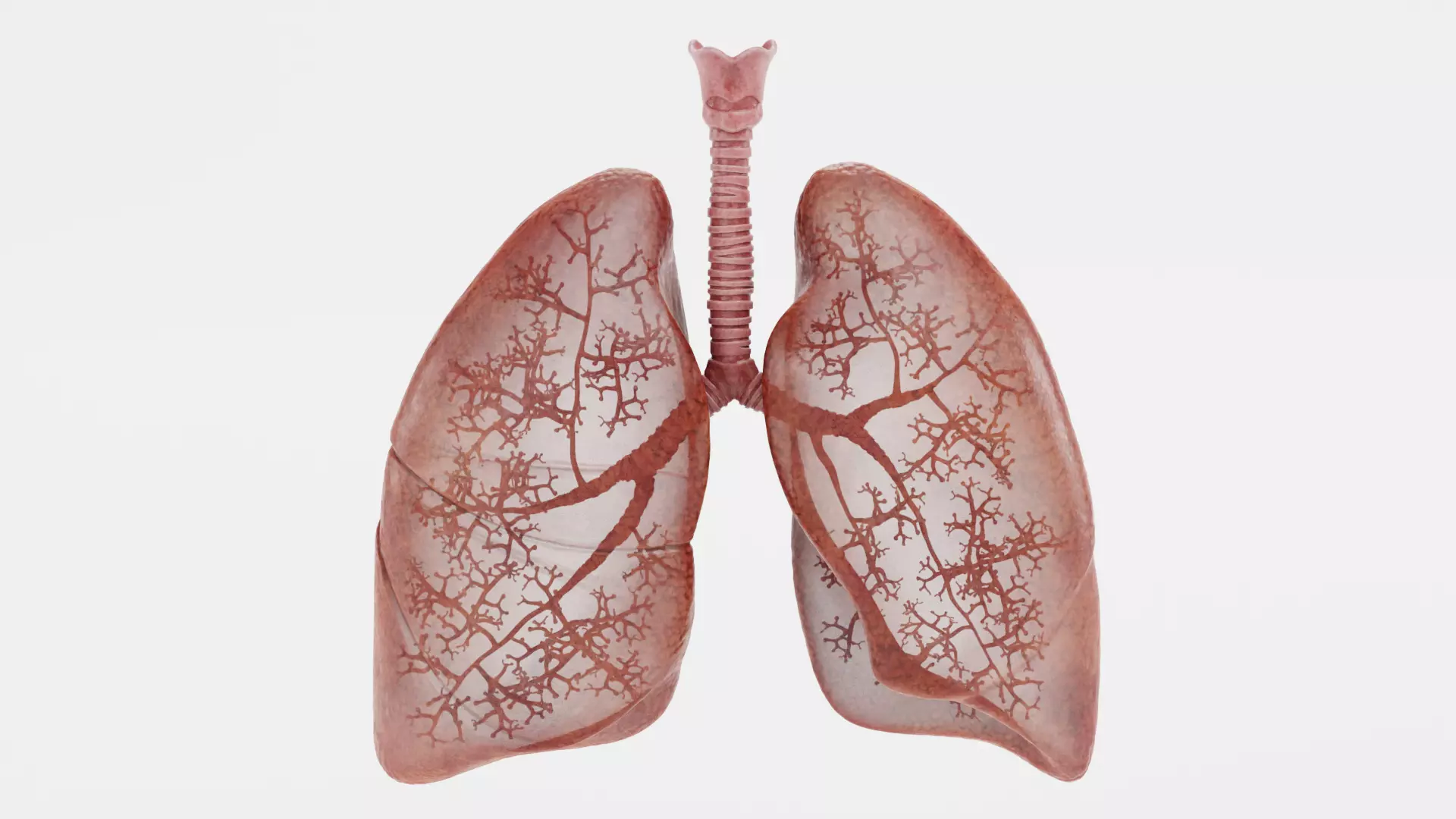 Respiratory System - Transparent Human Lungs with Bronchial Tree 3D model_0