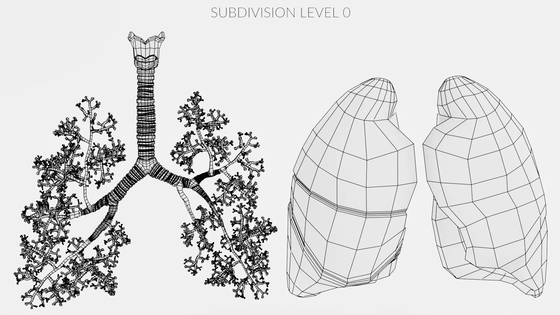 Respiratory System - Transparent Human Lungs with Bronchial Tree 3D model_12