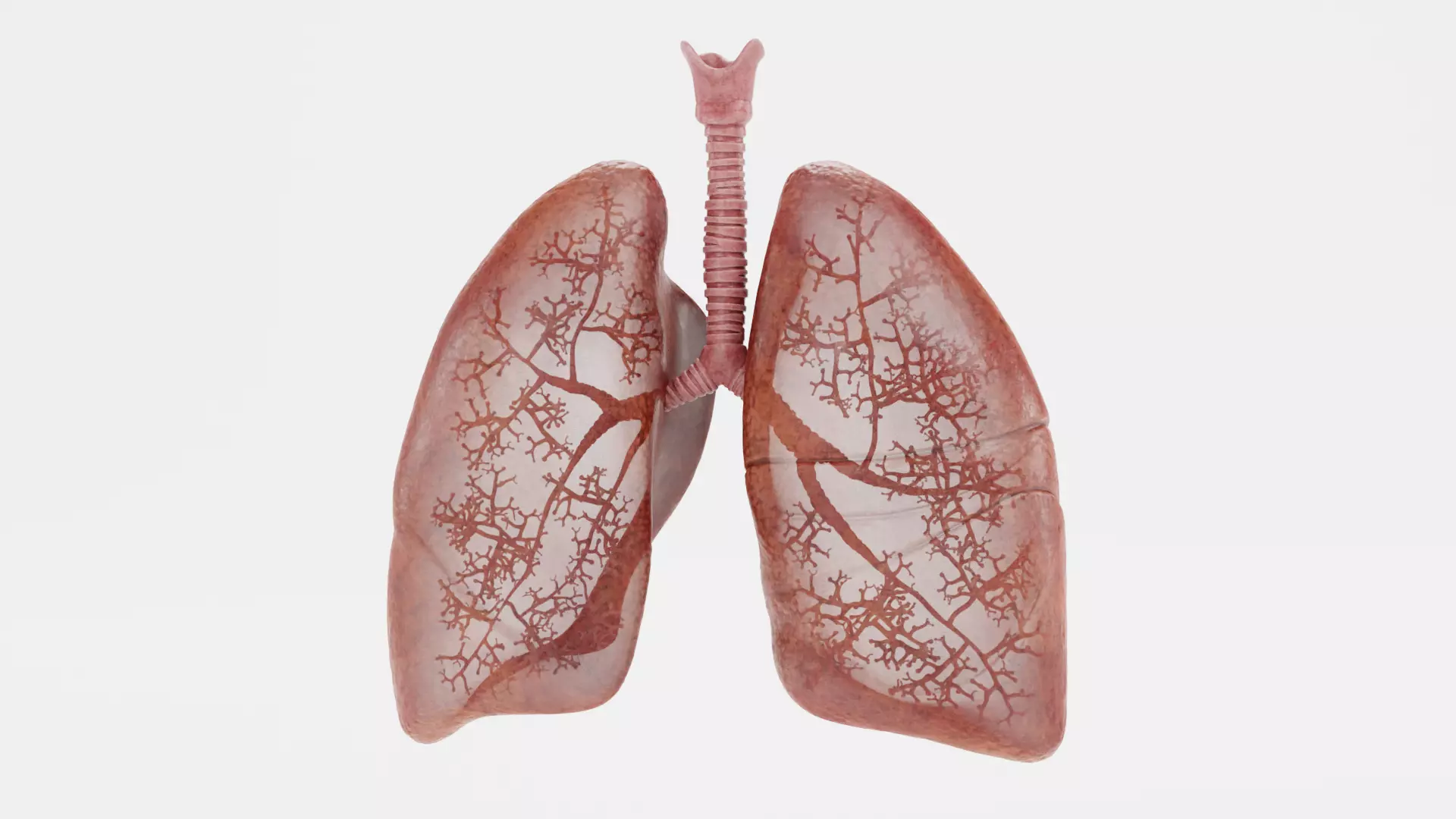 Respiratory System - Transparent Human Lungs with Bronchial Tree 3D model_3