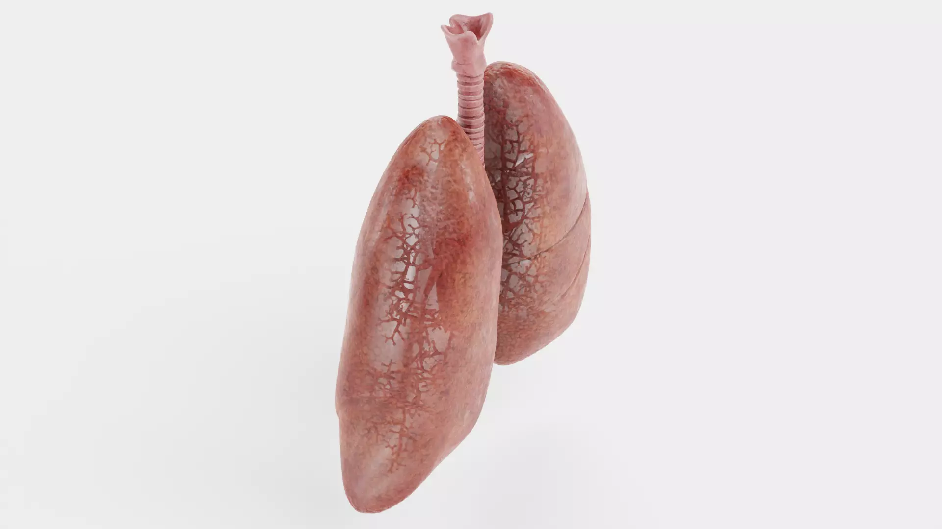 Respiratory System - Transparent Human Lungs with Bronchial Tree 3D model_4
