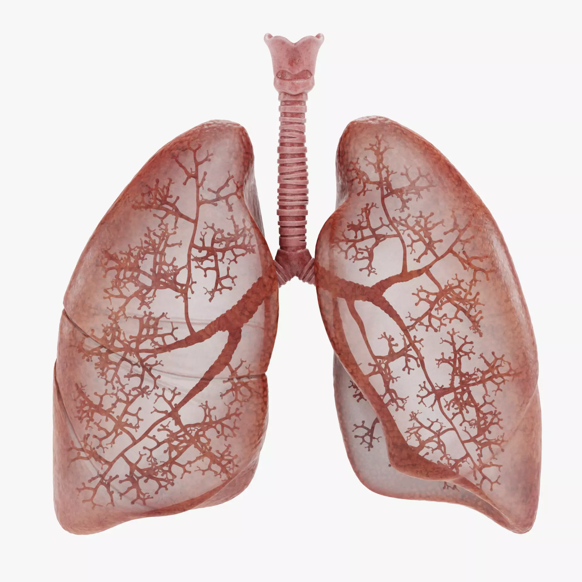 Respiratory System - Transparent Human Lungs with Bronchial Tree 3D model_14