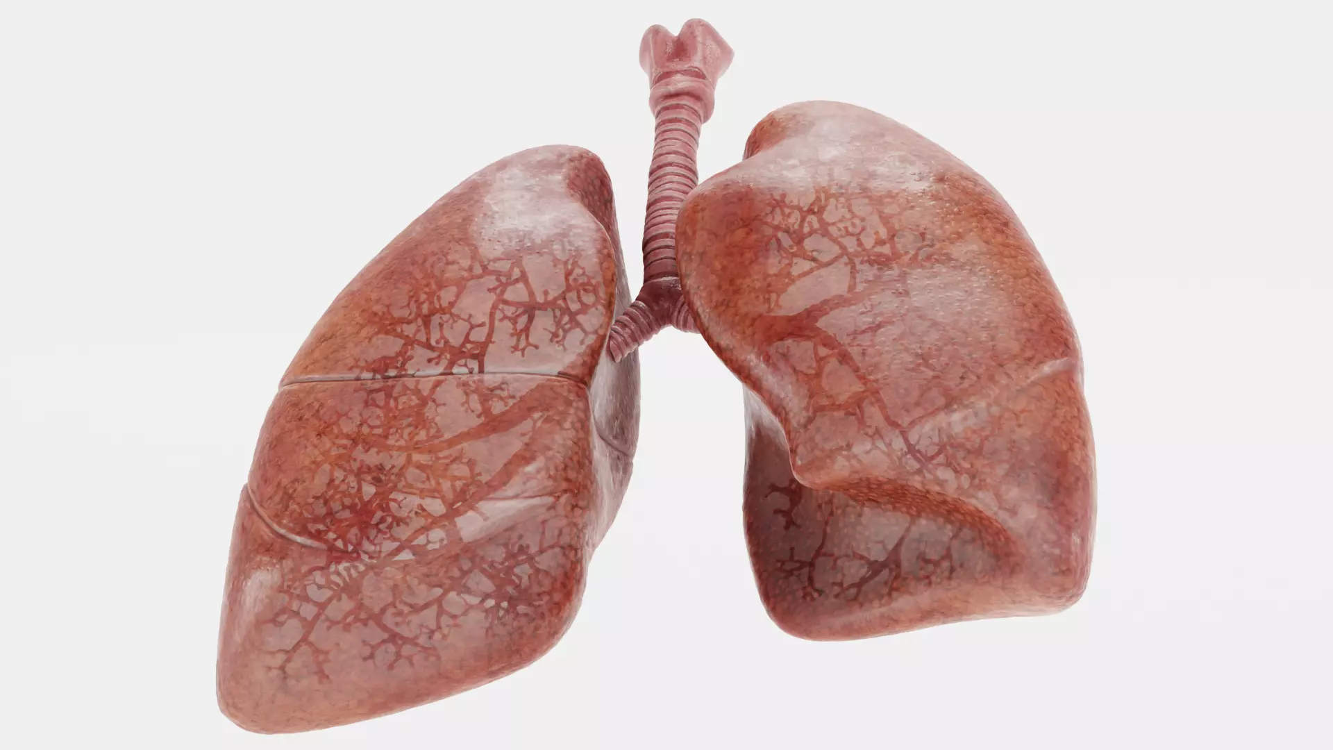 Respiratory System - Transparent Human Lungs with Bronchial Tree 3D model_6