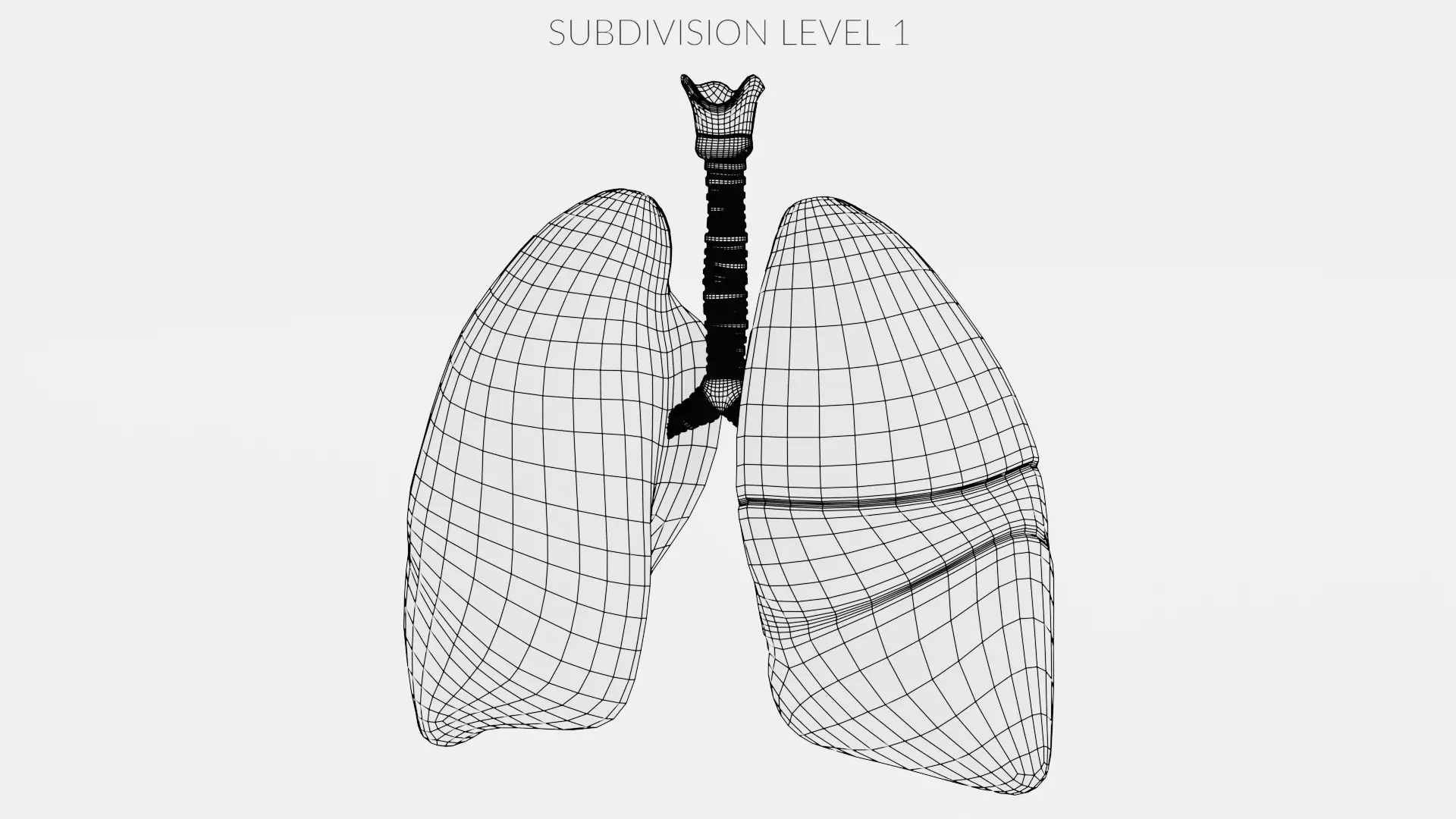 Respiratory System - Transparent Human Lungs with Bronchial Tree 3D model_11