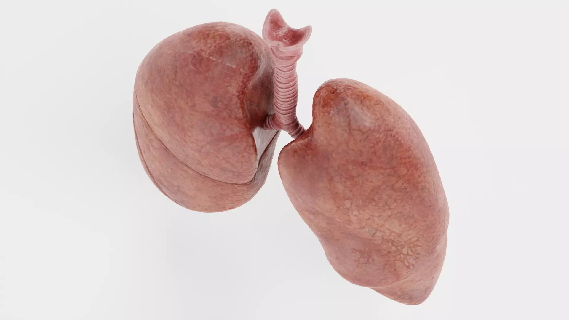 Respiratory System - Transparent Human Lungs with Bronchial Tree 3D model_5