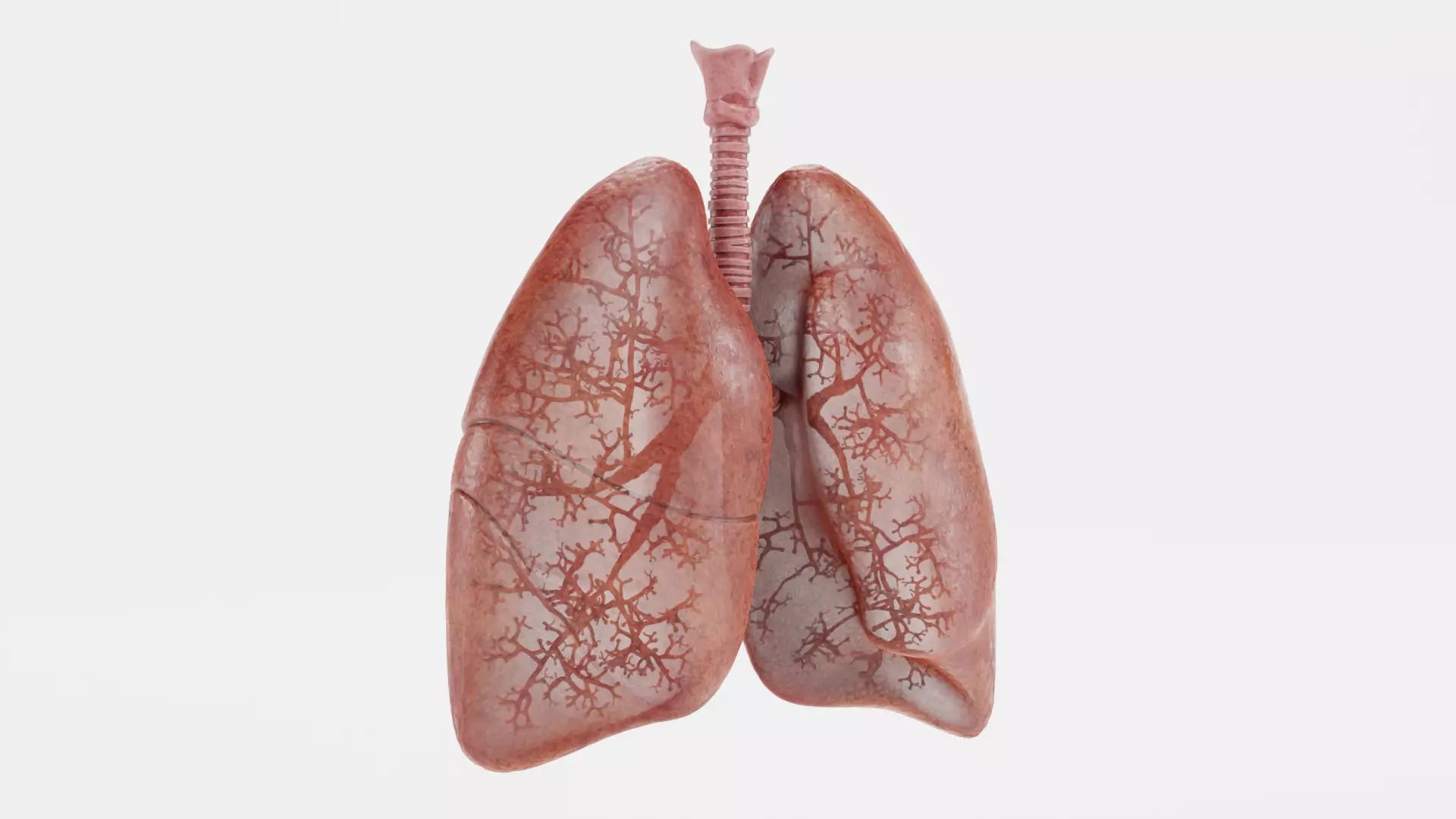 Respiratory System - Transparent Human Lungs with Bronchial Tree 3D model_1