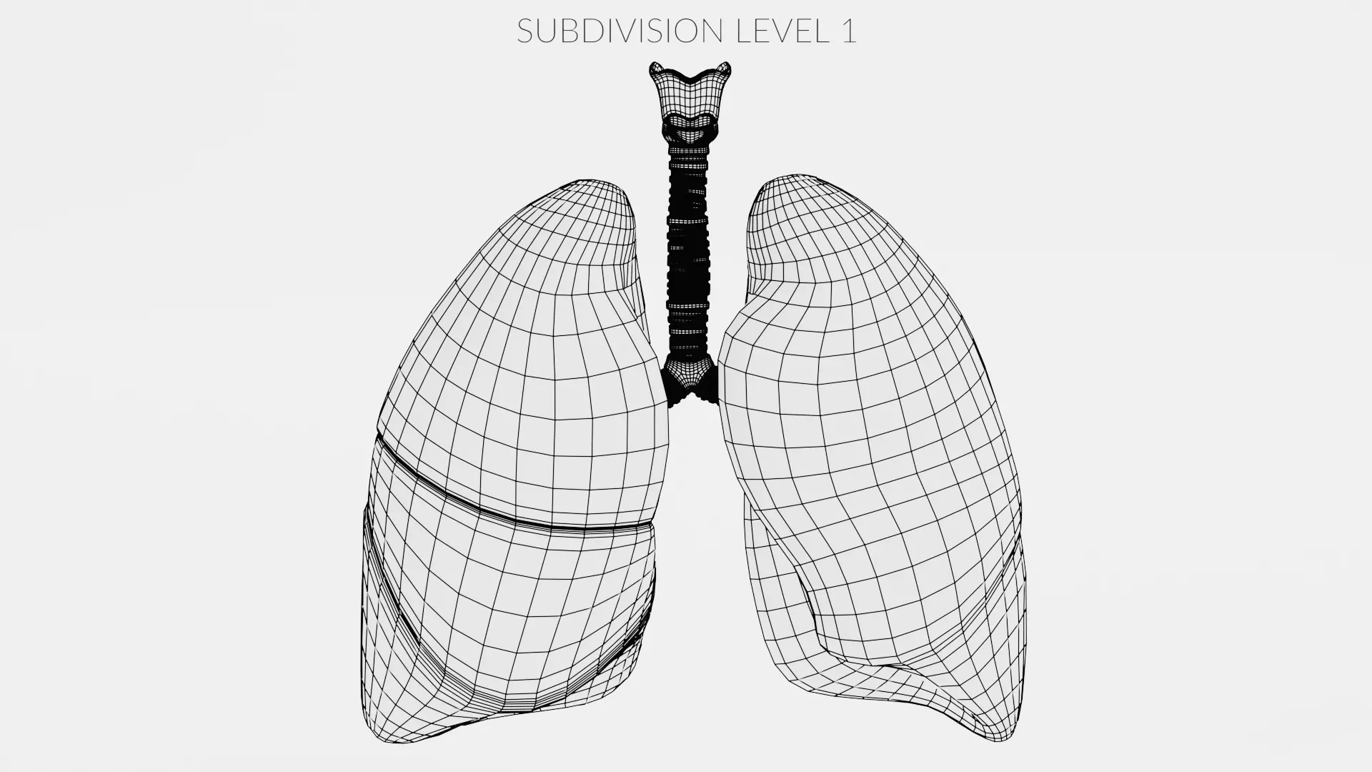 Respiratory System - Transparent Human Lungs with Bronchial Tree 3D model_9