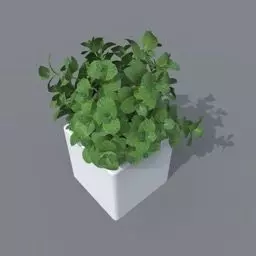 mint plant Free 3D model