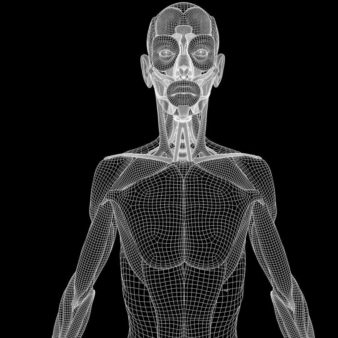 Full Body Muscle Anatomy Low-poly 3D model_19