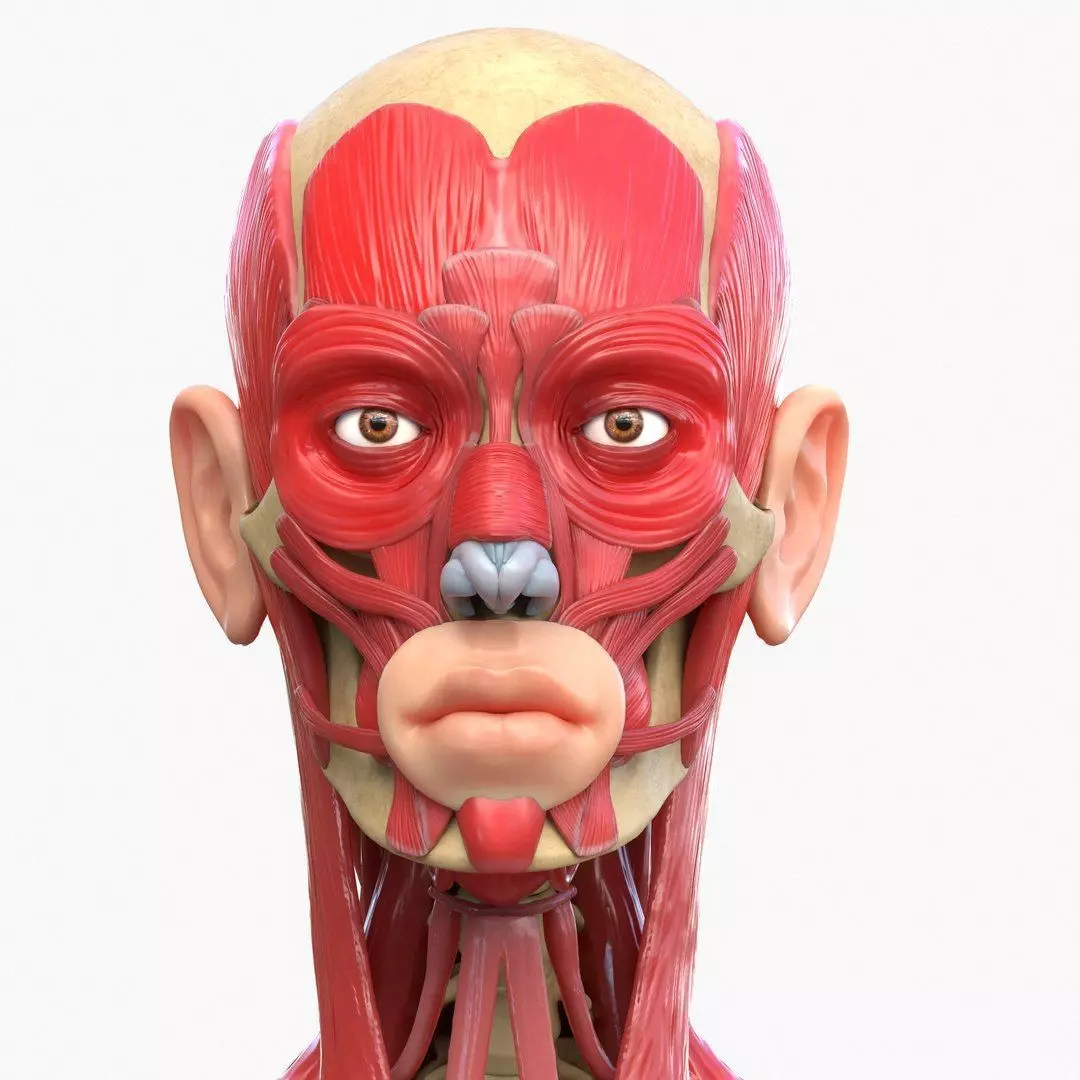 Full Body Muscle Anatomy Low-poly 3D model_1