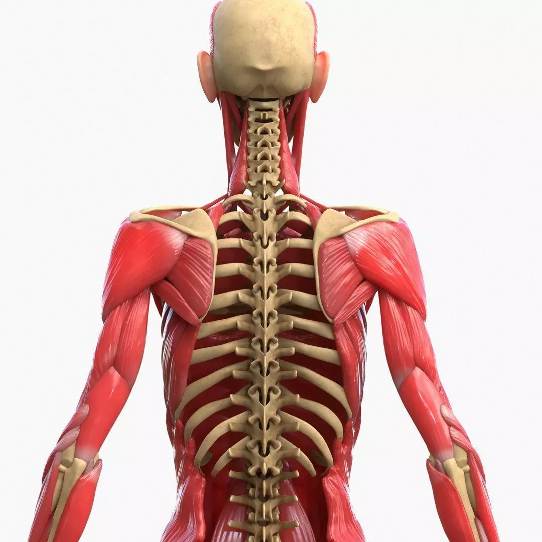 Full Body Muscle Anatomy Low-poly 3D model_13