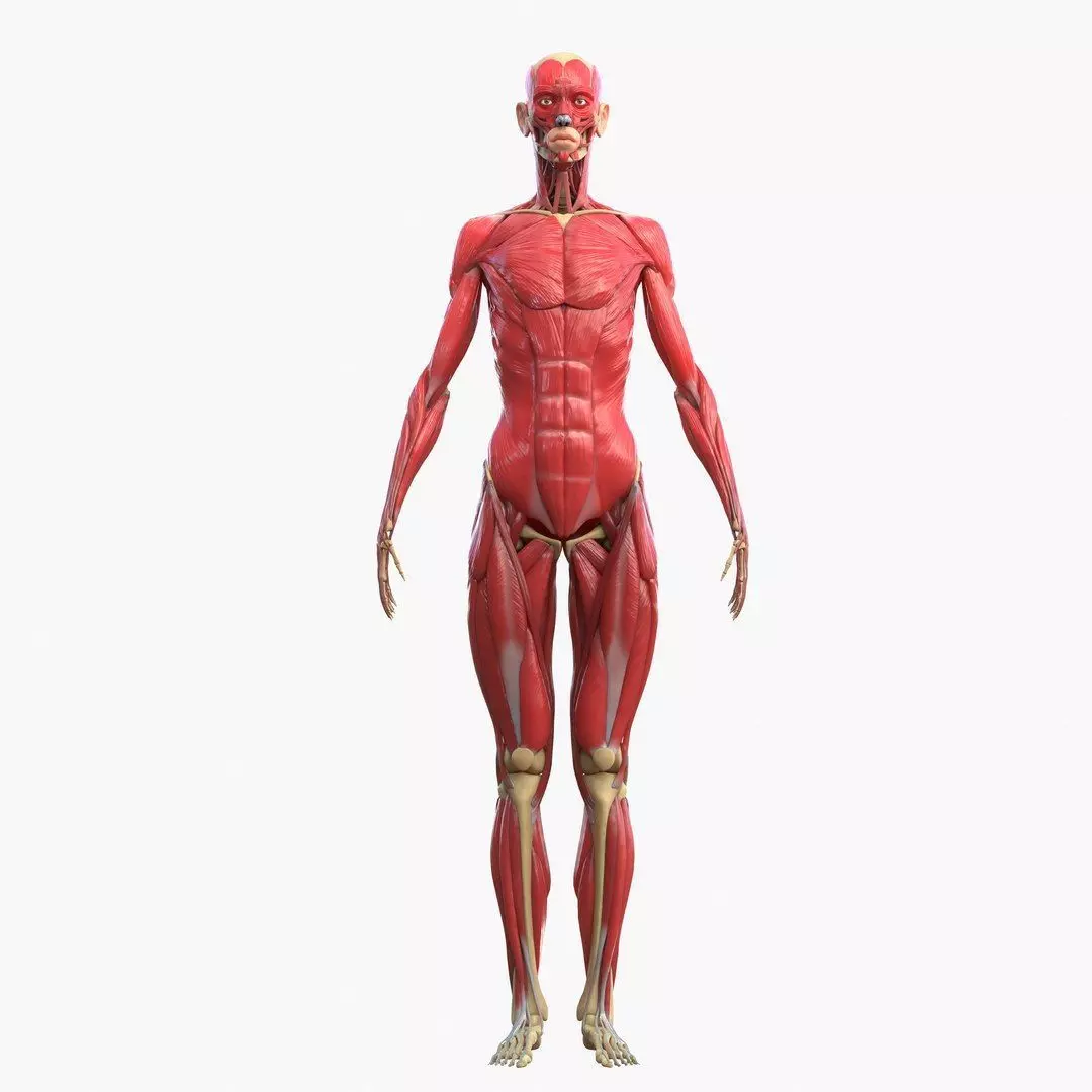 Full Body Muscle Anatomy Low-poly 3D model_12