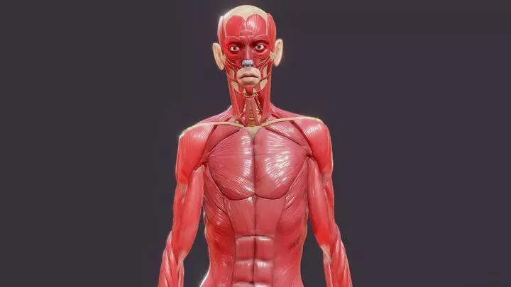 Full Body Muscle Anatomy Low-poly 3D model_5