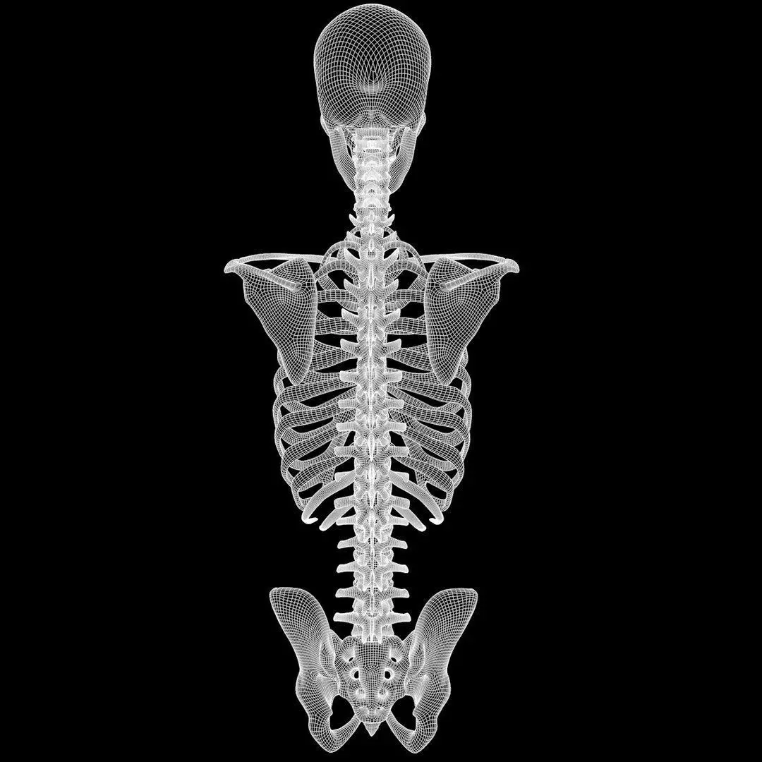 Full Body Muscle Anatomy Low-poly 3D model_28