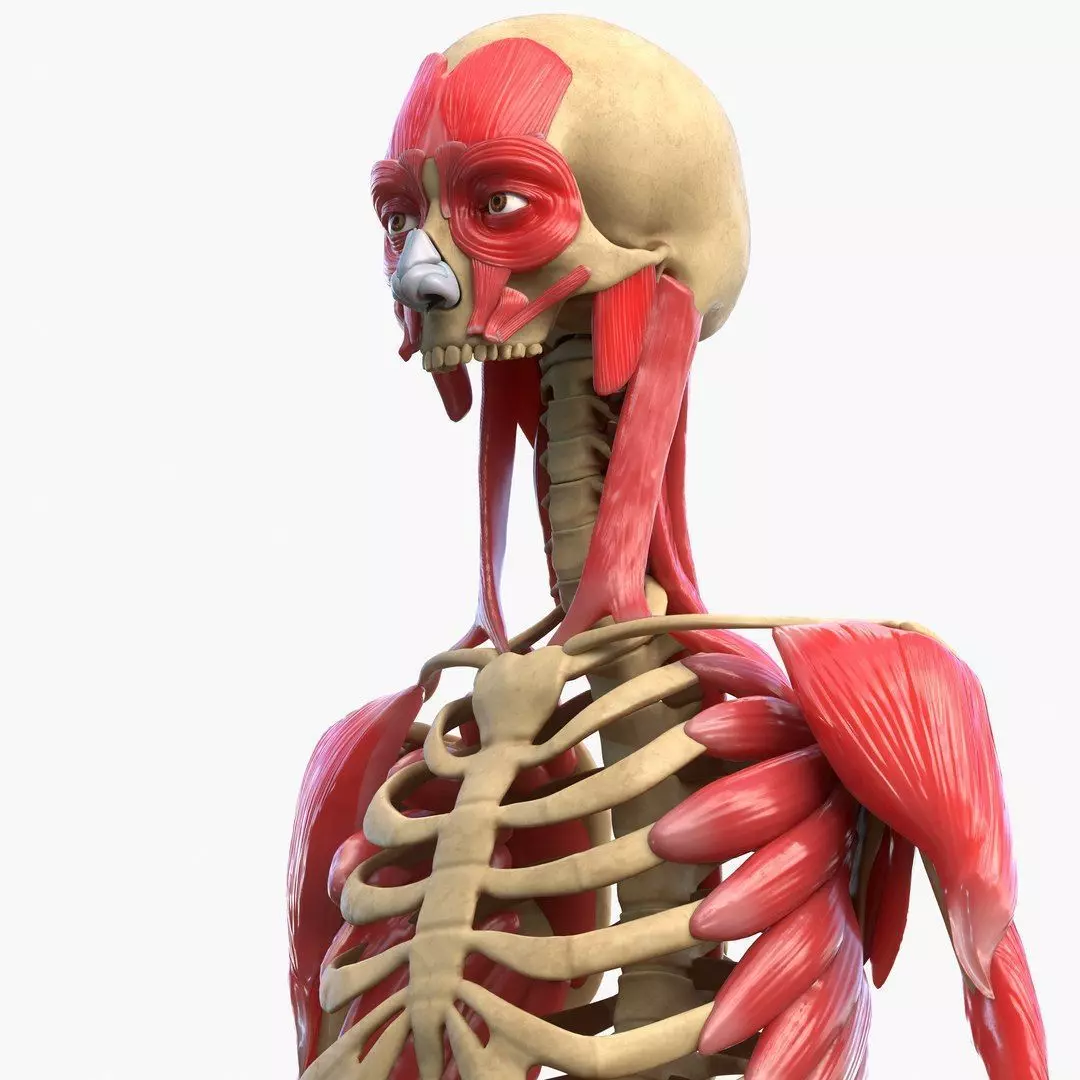 Full Body Muscle Anatomy Low-poly 3D model_17