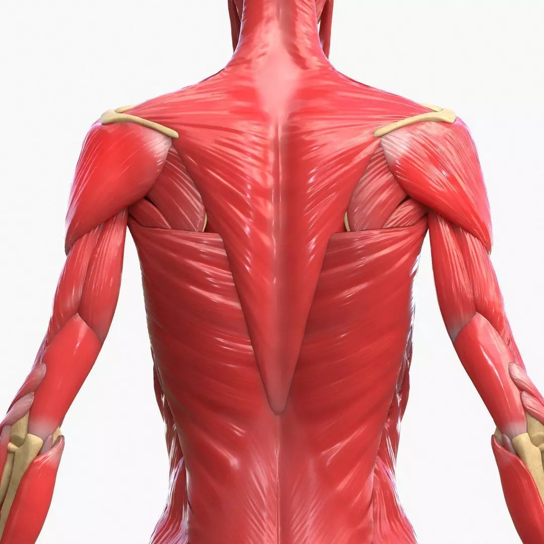Full Body Muscle Anatomy Low-poly 3D model_15